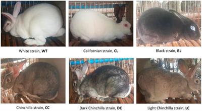 A genome-wide association study of coat color in Chinese Rex rabbits